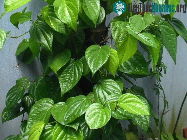 Lá trầu không tốt nhất là chọn lá trầu không bánh tẻ (không quá già, không quá non).