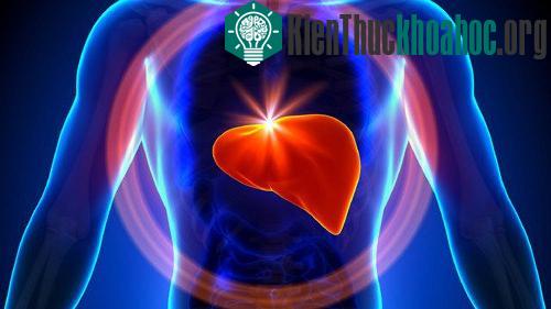 Khoảng 57% ca xơ gan và 78% ca ung thư gan tiên phát là do nhiễm virus viêm gan mãn tính.