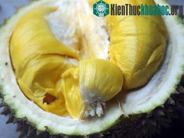 Sầu riêng chín tự nhiên, bạn sẽ dễ dàng tách rời được các múi.