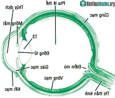 Sơ đồ cấu tạo mắt. (Ảnh: Thanh Niên Online)
