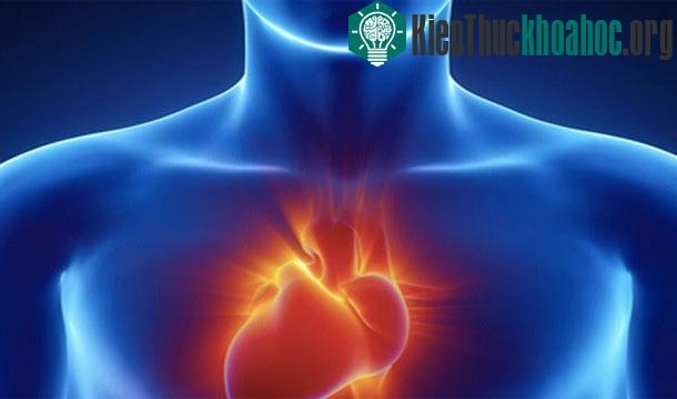 25 sự thật thú vị về trái tim của bạn
