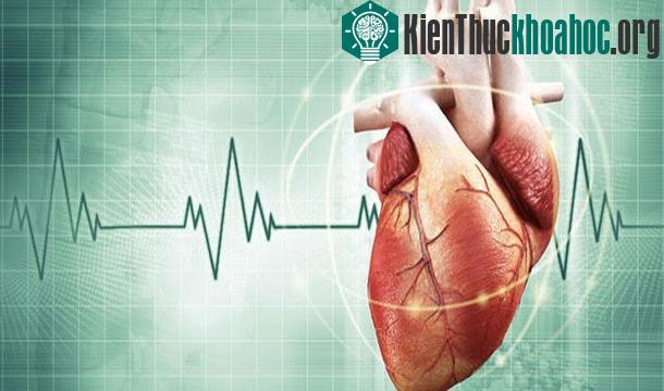 25 sự thật thú vị về trái tim của bạn