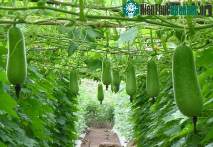 Không chỉ chứa vitamin C, canxi hầu hết các loại bí đao đều chứa kali.