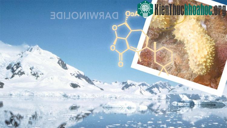 Chất Darwinolide chống lại được MRSA trong các thử nghiệm lâm sàng.