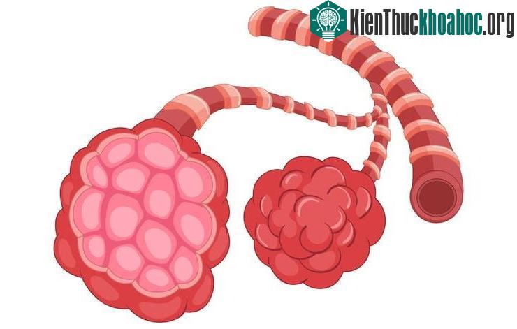 Ho trong viêm phổi rất khác so với những bệnh lý khác.