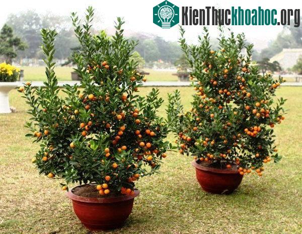 Cách chọn mua cây quất đẹp, bền, nhiều tài lộc đón Tết