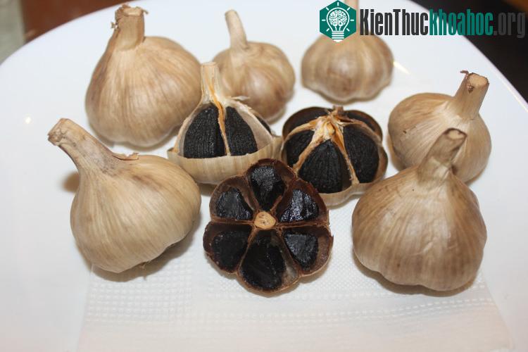 Cơ chế tác dụng của tỏi đen là thông qua con đường kích thích miễn dịch, loại trừ khả năng di căn của các tế bào khối u.