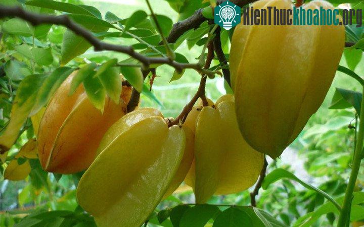 Khế chứa Vitamin C giúp tăng cường sức đề kháng, chống viêm nhiễm.
