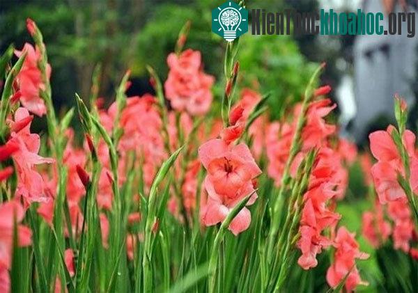 Cách giữ hoa lay ơn tươi lâu trong những ngày Tết