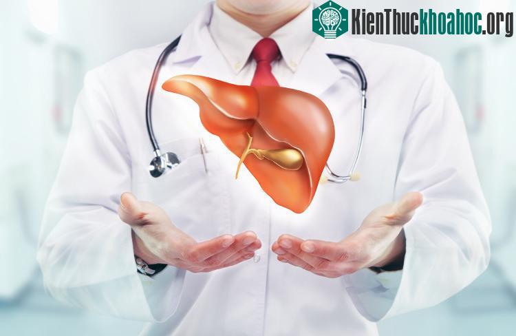 Gan có một khả năng đặc biệt để phát triển trở lại như cũ, ngay cả khi một phần của nó đã bị cắt bỏ.