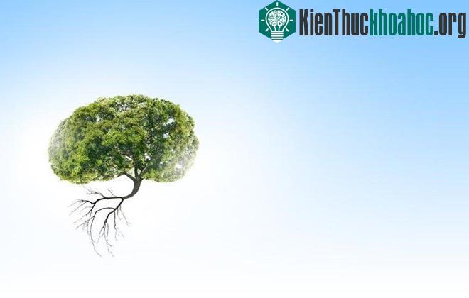 Mất tập trung, bối rối