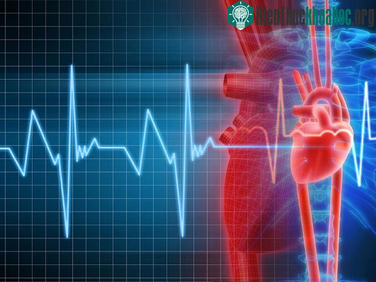 Tim bạn đập nhanh hơn, không chỉ đẩy máu xung quanh, mà còn chuyển hướng Glucose trong cơ thể.