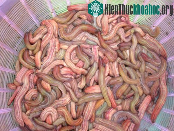 Rươi thân mập, màu hồng, giẫy khỏe là rươi mới vớt.