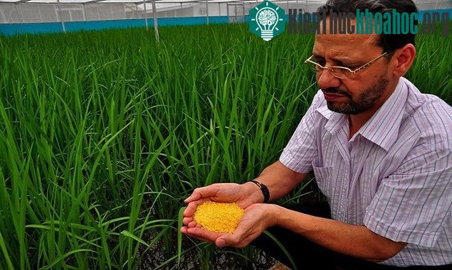 Lúa là cây lương thực chính cho hơn một nửa dân số thế giới.