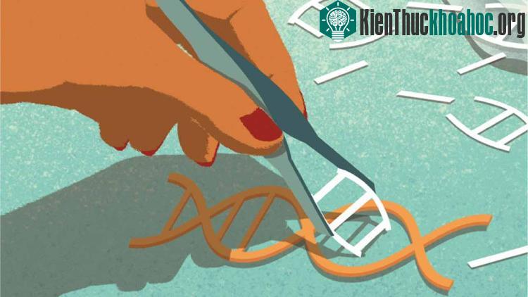 Một nhóm các nhà khoa học Trung Quốc khác cũng đã thí nghiệm CRISPR trên phôi thai người nhưng kết quả chưa được như kỳ vọng.
