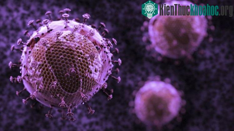 Tế bào máu cần được phá hủy trước khi chữa trị, nhằm ngăn cản HIV tiếp tục có nơi cư trú.