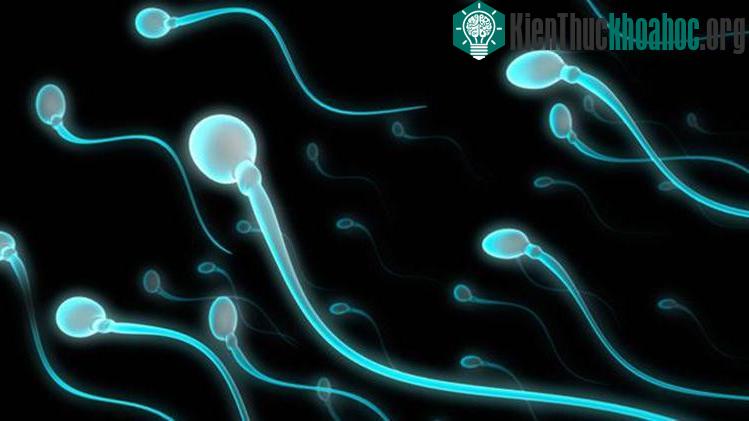 Phát hiện này sẽ là một biện pháp tránh thai cho nam giới hiệu quả.