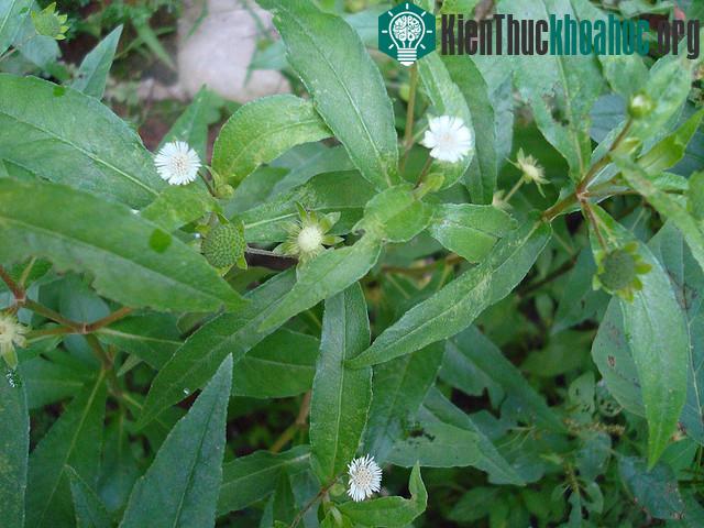 Cỏ mực không gây giãn mạch, không hạ huyết áp, nhưng có thể gây sảy thai.