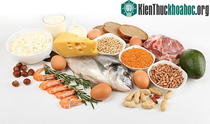 Đảm bảo đầy đủ protein trong bữa ăn