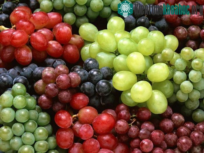 Nho là quả chứa nhiều đường nhất