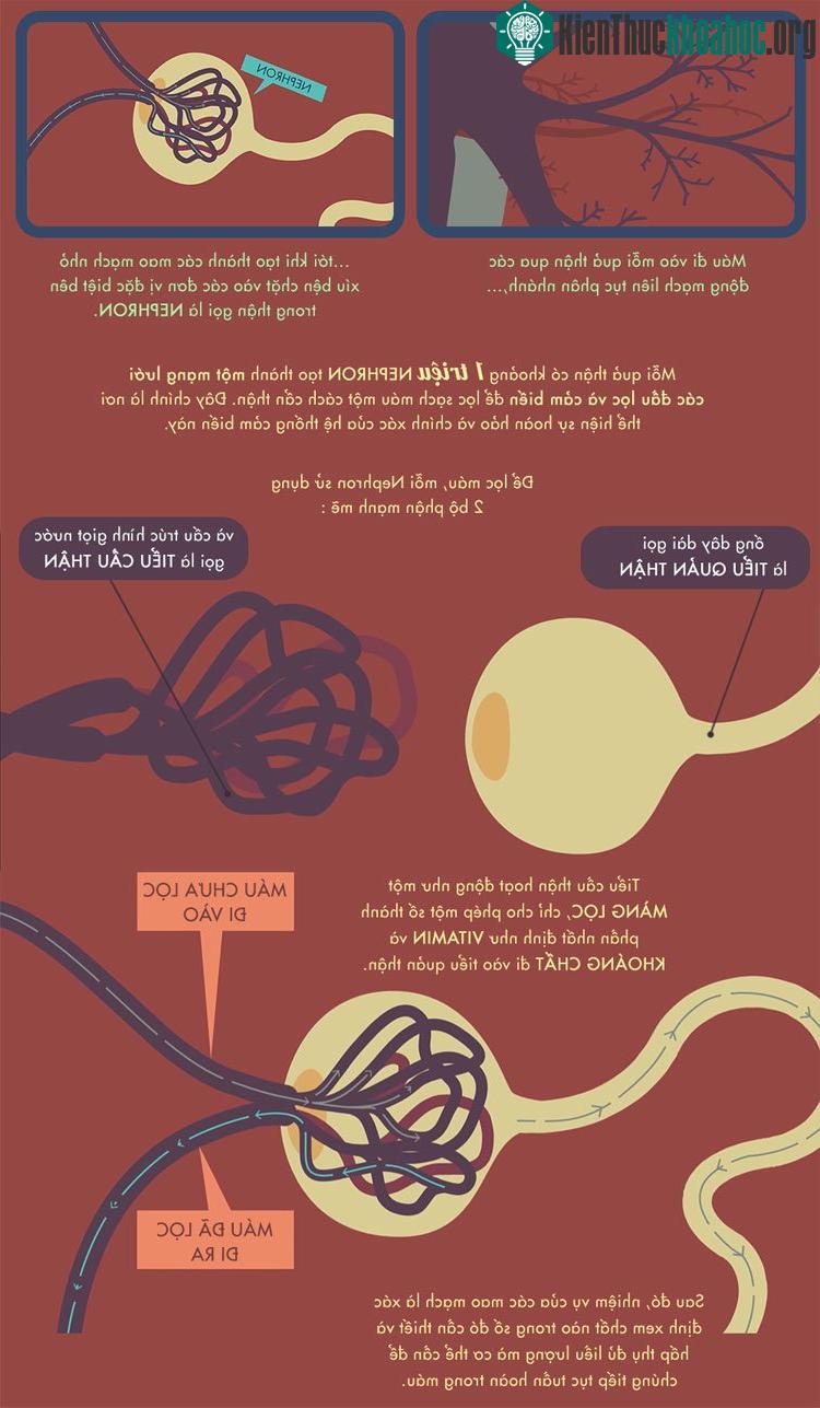Mỗi 1 quả thận có khoảng 1 triệu NEPHRON tạo thành mạng lưới các đầu lọc và cảm biến để lọc sạch máu cẩn thận.