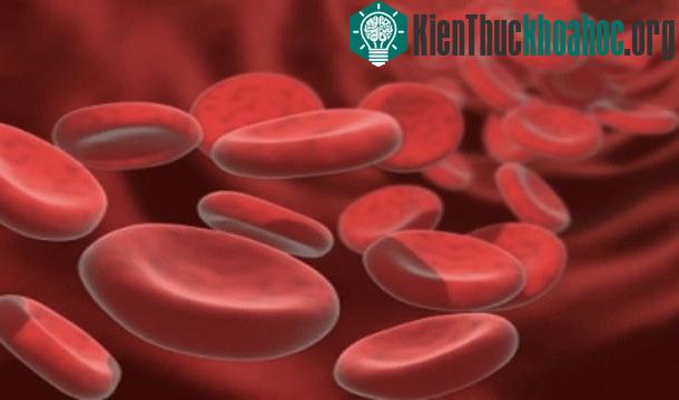 25 sự thật thú vị về trái tim của bạn