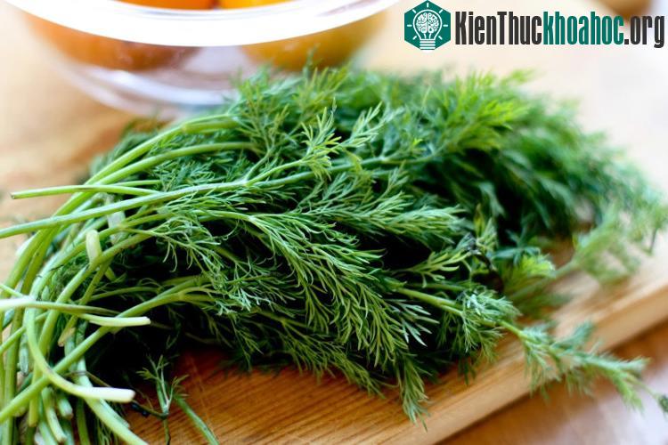 Thì là là một gia vị hay được dùng cho các món cá, mực