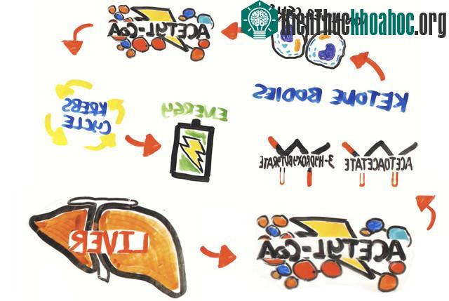 Quá trình ketosis, khi cơ thể đốt cháy chất béo thay vì glucose cho nhu cầu năng lượng.