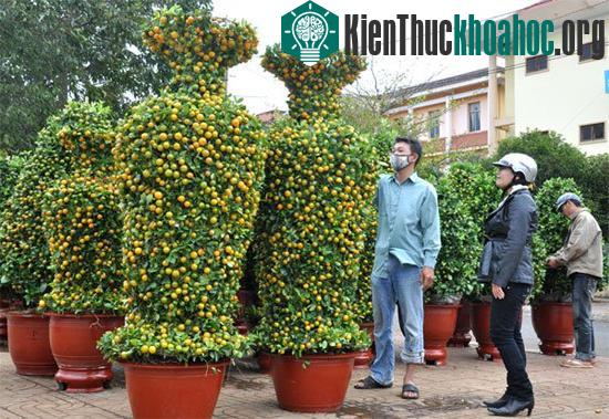 Nên chọn cây có độ sai quả vừa phải
