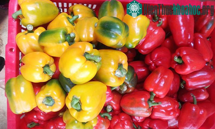 Ớt chuông cung cấp axit folic và lycopene.