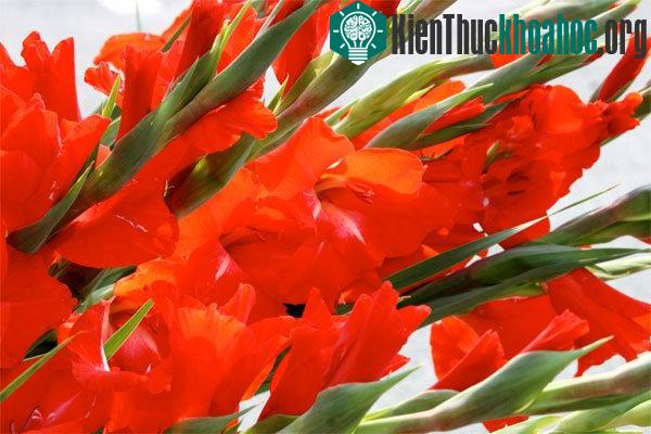Cách giữ hoa lay ơn tươi lâu trong những ngày Tết