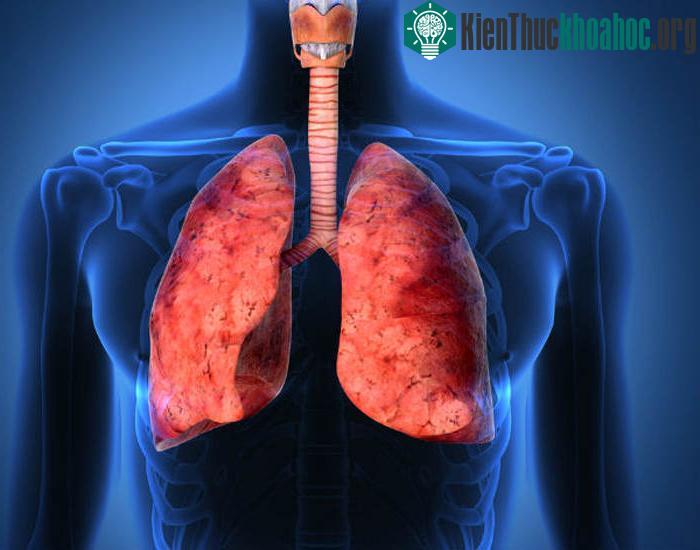 Nếu bệnh nhân u não nguyên phát bị chết não, nội tạng của họ vẫn có thể hiến tặng cho người khác khi cần, bởi các cơ quan khác trong người bệnh nhân không bị ảnh hưởng.