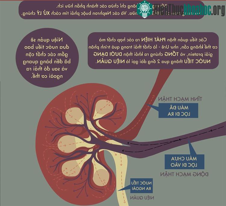 Niệu quản sẽ đưa nước tiểu bao gồm các chất cặn bã đến bàng quang và sau đó thải ra bên ngoài cơ thể.