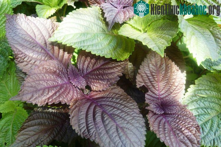 Ngày Tết, bát canh riêu ốc, riêu cua với hương vị tía tô lan tỏa sẽ giúp bạn khỏi ngán những món ăn quá nhiều đạm.