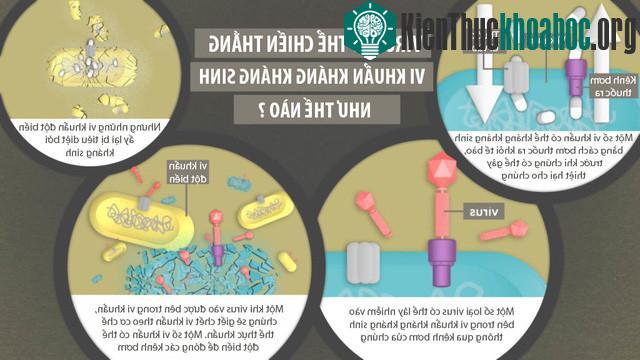 Cơ chế mà OMKO1 làm việc trong trường hợp nhiễm khuẩn kháng kháng sinh.