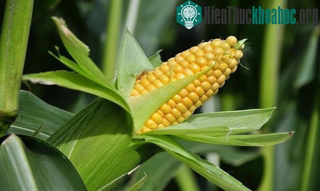 Mỹ là quốc gia sản xuất ngô lớn nhất thế giới.