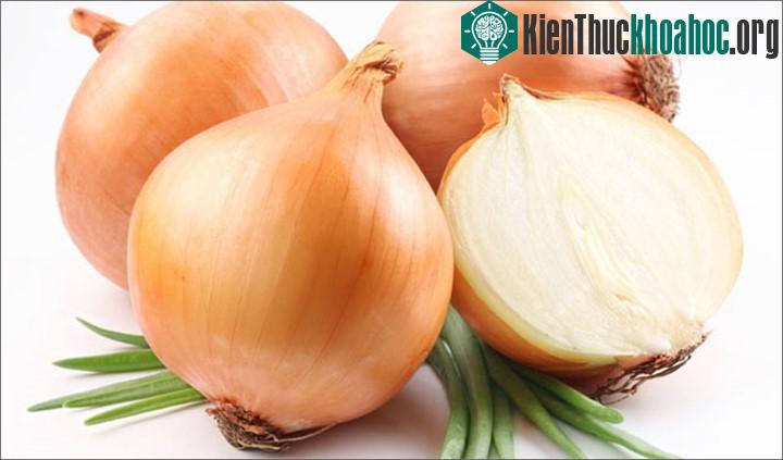 Hành tây có chứa một loại hợp chất có thể ngăn ngừa mất canxi và loãng xương.