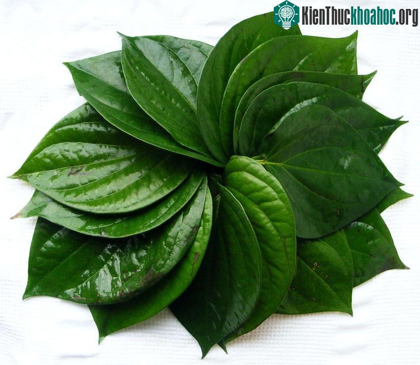 Lá trầu không có thể giúp bạn giảm đau răng