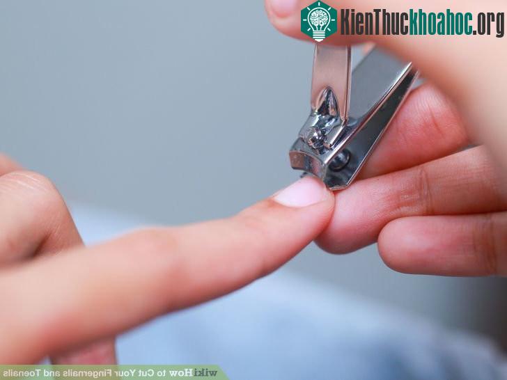 Cắt móng tay khi bắt đầu cảm thấy chúng vướng víu.