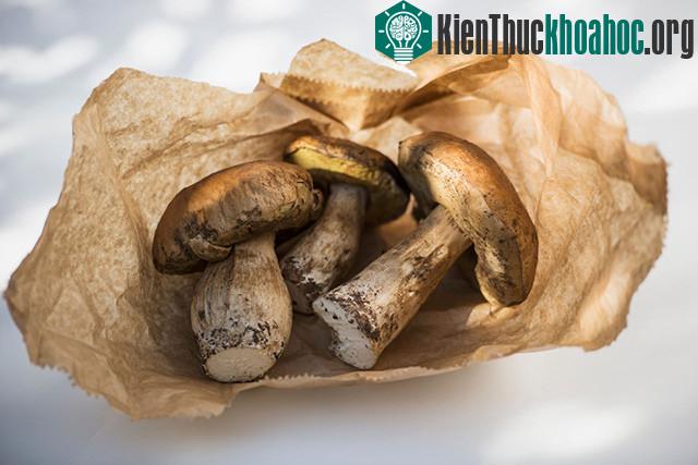 Bọc nấm trong giấy giúp nấm sạch sẽ.