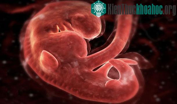 25 sự thật thú vị về trái tim của bạn
