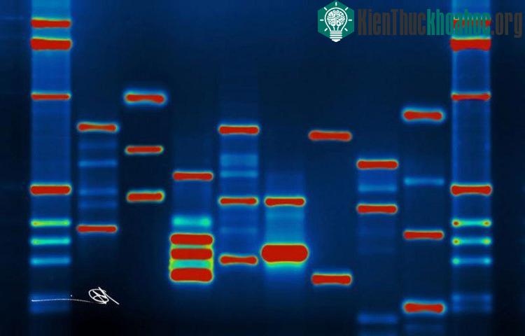 Chúng ta đang ở giữa điểm bùng nổ của công nghệ chỉnh sửa gene