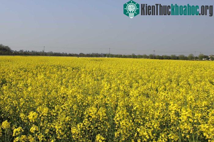 Ở phía tây Canada, khoảng 80% cây cải dầu là cây trồng biến đổi gene.