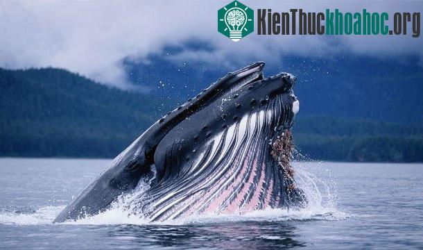 25 sự thật thú vị về trái tim của bạn