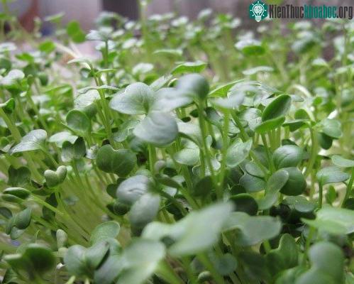 Máy làm giá đỗ - Sự lựa chọn mới cho bà nội trợ ảnh 0