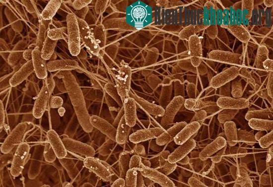 Vi khuẩn Shewanella oneidensis