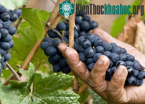 Nông dân máy sẽ làm việc trên cánh đồng ảnh 0
