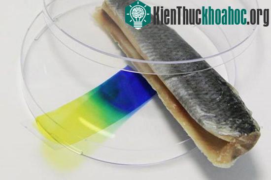 Công cụ phát hiện thịt ôi ảnh 0