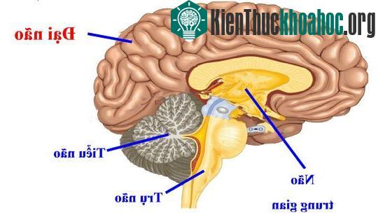 Đông bạn bè nhờ kích thước hạch hạnh nhân lớn ảnh 0