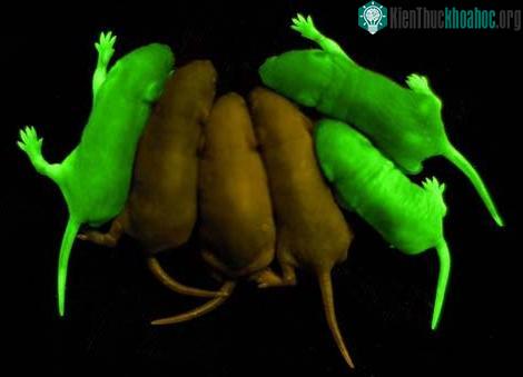 Đột phá công nghệ phát sáng nhân tạo ảnh 4